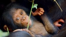 A História do Bebê Chimpanzé