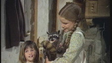 The Raccoon