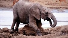 A História de Um Bebê Elefante