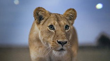 Des lions dans la prairie