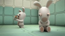 Expérience lapin n° 98002-c : la plate-forme