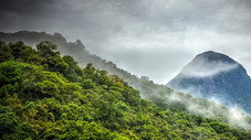 La forêt des nuages