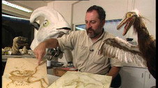 Sur les traces des dinosaures