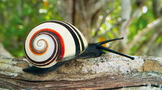 Couleurs camouflage