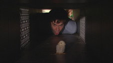 Poussins.com