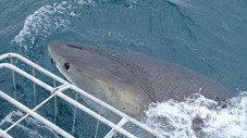 Great Whites vs. Cage