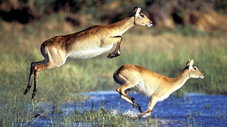 La crue de l'Okavango