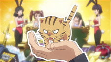 Taiga, le tigre de poche du bonheur