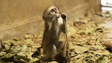 Monkey Madness