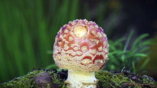 Les champignons nous gouvernent-ils ?