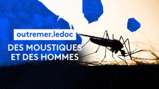 Des moustiques et des hommes