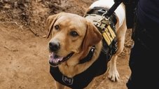 Dias de Cão