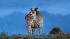 Kangaroo Valley