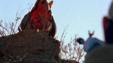 La nuit des Shriekers