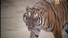 Tiger in the Streets