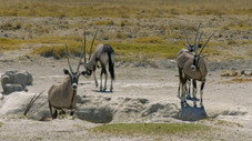 Etosha: The Great White Place