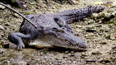 Predator Or Prey