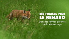 Des fraises pour le renard