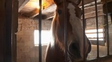 Não Existe Horário para Ser Veterinário!
