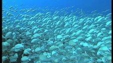 Les dauphins