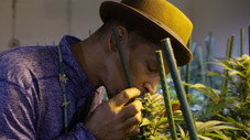 Cannabis
