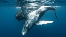 Le chant des baleines