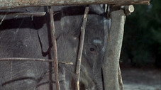 Flipper et l'éléphant (1)