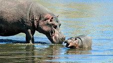 Le grand spectacle des animaux