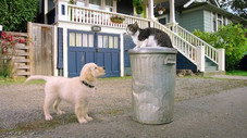 L'Académie des chatons