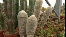 Les cactus : un sujet épineux