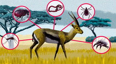 Pourquoi avons-nous besoin de parasites ?