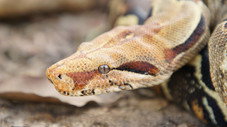 Serpents d'Amérique