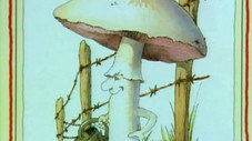 Le cèpe à sorcier : les champignons