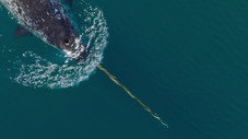 Arctic Ocean