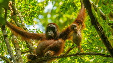 Les animaux de la jungle