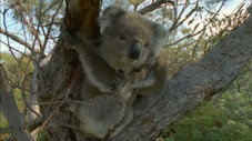 Sous l'arbre des koalas