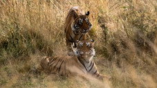 Le tigre
