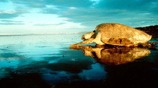 8. Rivages