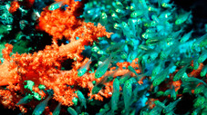 Mers de corail