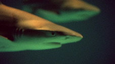 Conquête des Eaux