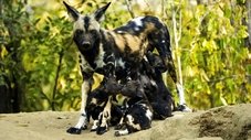 A História do Bebê Cão Selvagem