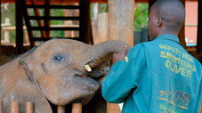 Elephant Rescue