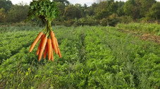 L'agriculture bio