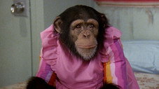 Monnaie de singe