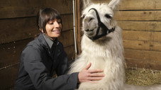 Moufettes et lamas