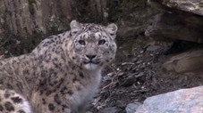 Snow Leopard: Beyond the Myth