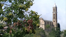 La Corse : toute une histoire