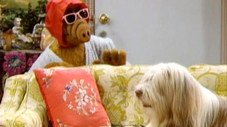 You Ain't Nothin' But a Hound Dog