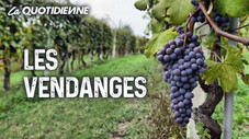 Les Vendanges