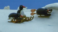 La luge de Pingu